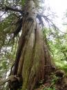 Large Cedar Tree on a Hike in Tofino: West Coast Vancouver Island, British Columbia, July 2016